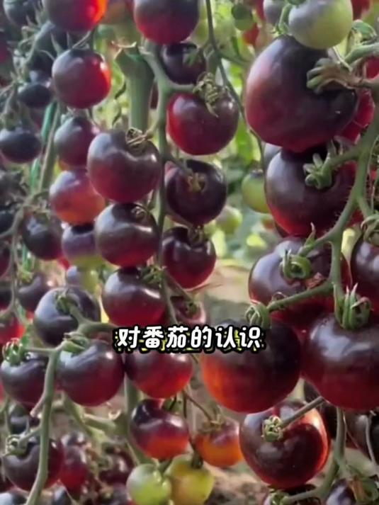黑珍珠种子种阳台,小番茄美味又独特!