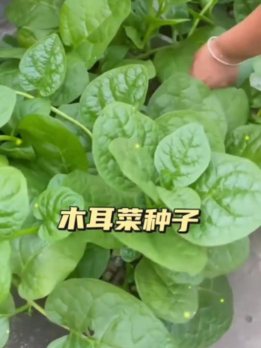 不吃老叶的蔬菜,大叶木耳菜种,嫩尖越掐越爆棚