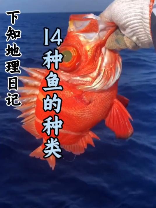 科普分享一些鱼的种类,你看你认识几种