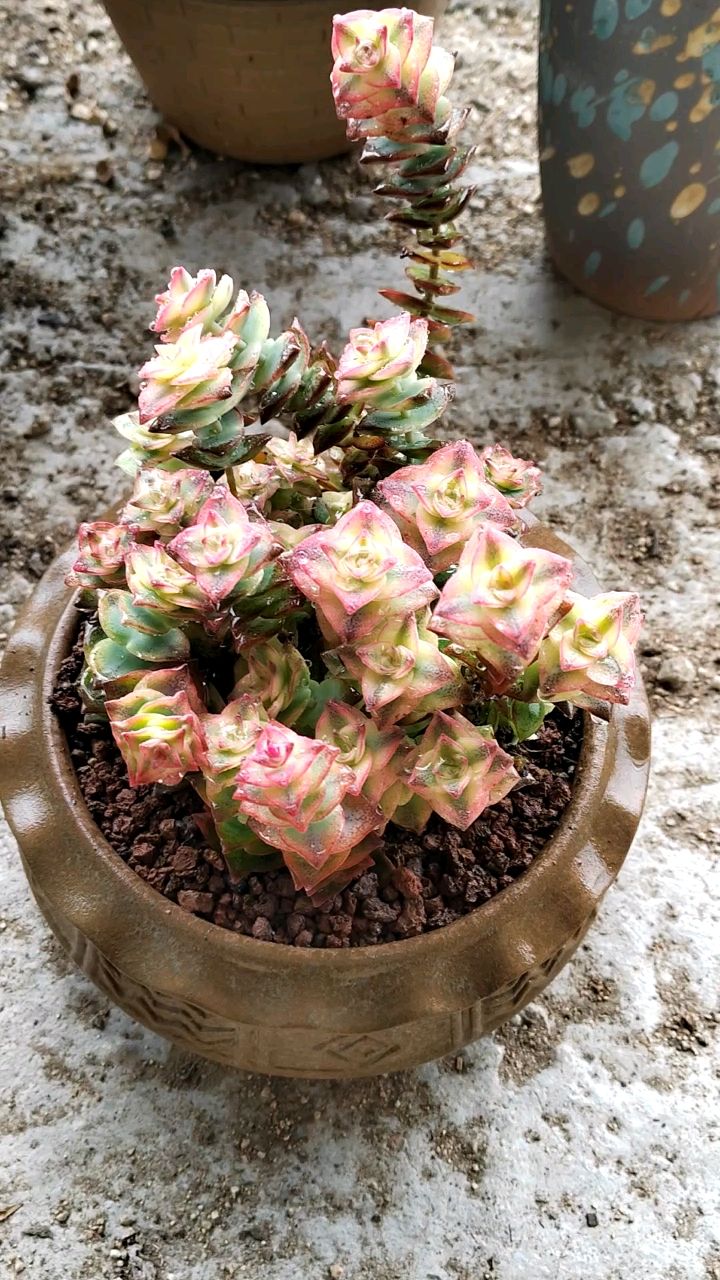 出锦的十字星锦