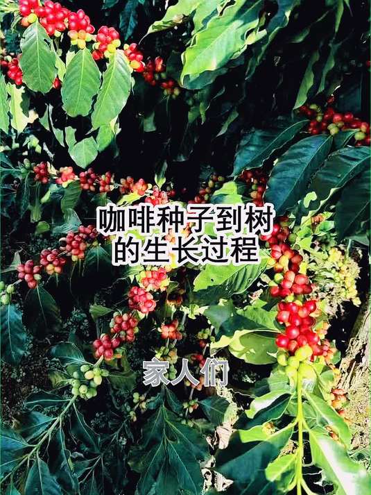 咖啡种子到树的生长过程
