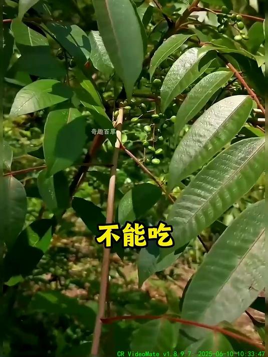实拍农村16种有毒的野菜，请注意辨别，小心吃了躺板板……