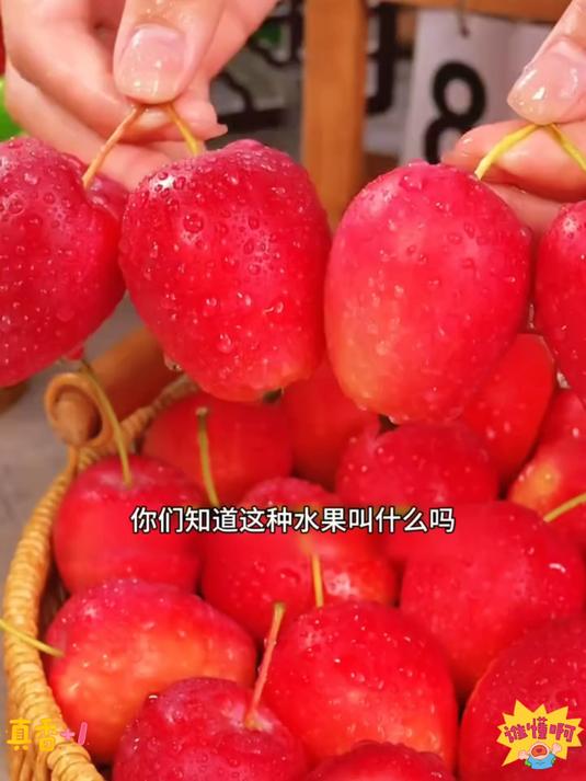 这种水果你见过吗？鸡心果