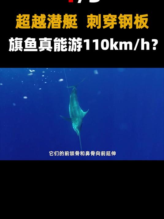 凭速度能够刺穿钢铁,扎穿50厘米厚木板?旗鱼身上的跨世纪谣言