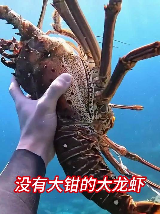 没有大钳的大龙虾,你见过吗