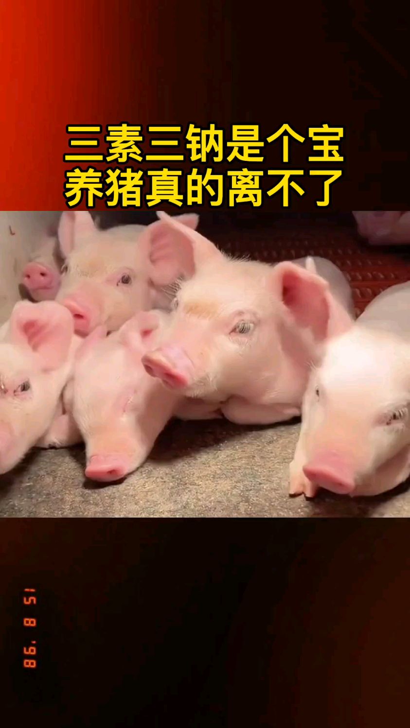三素三钠是个宝 养猪真的离不了