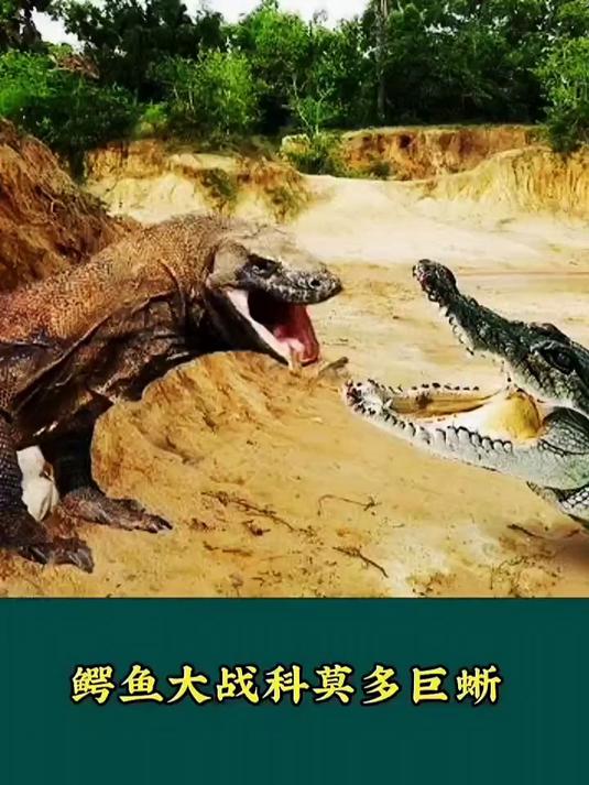 鳄鱼大战科莫多巨蜥