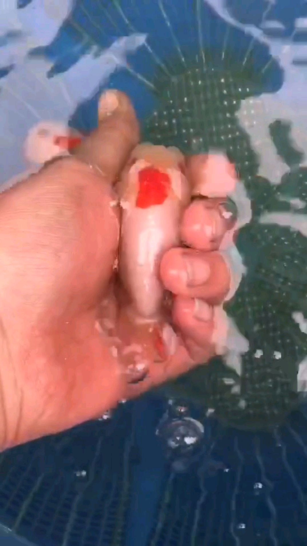 小红顶兰寿金鱼