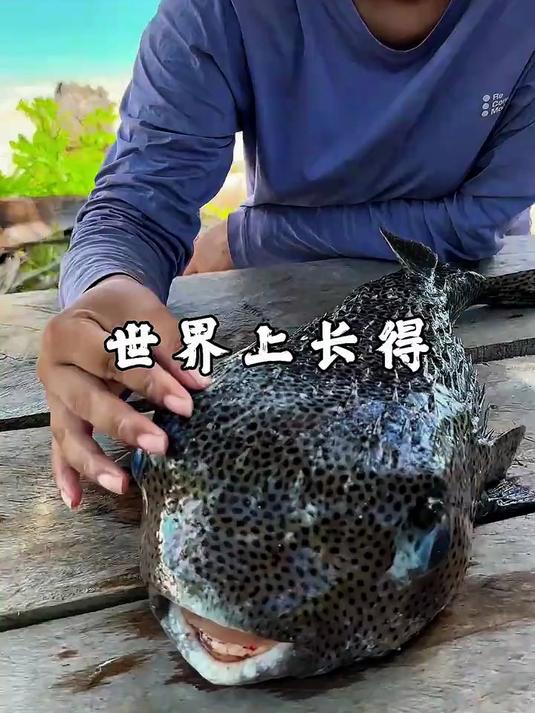世界上最凶猛的鱼居然这么呆萌