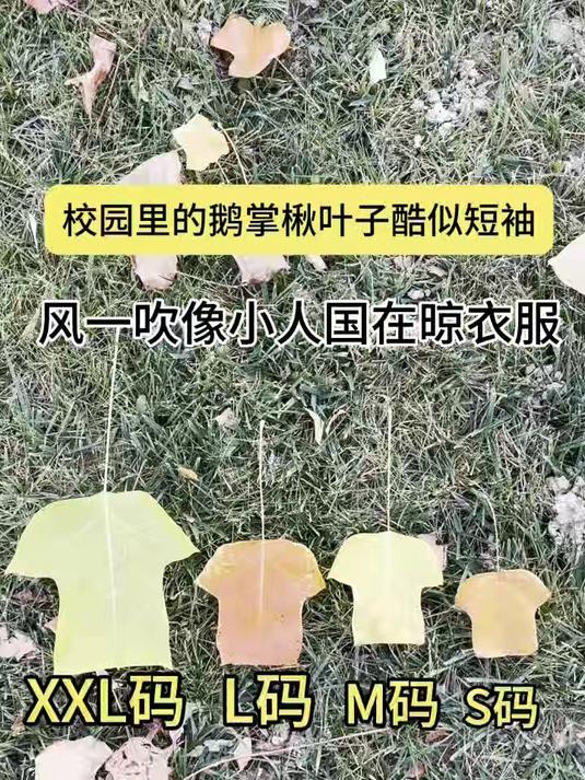 鹅掌楸的叶子被风一吹像小人国在晾衣服。(视频:王佳雯)