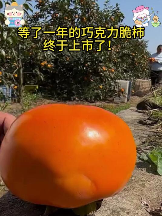 酸甜脆爽的脆柿子,你吃过吗?果肉饱满多汁超有营养
