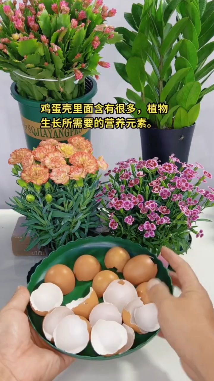 鸡蛋壳养花好处多多,你知道如何正确使用它养花吗?