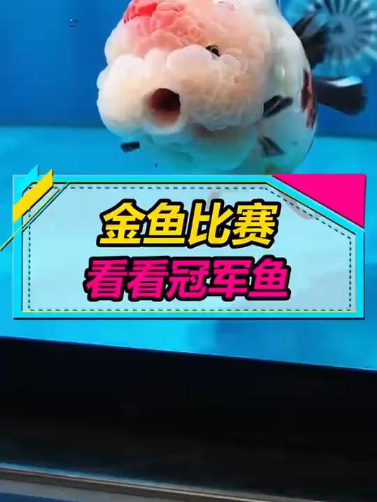 一起看看那些拿奖的兰寿泰狮金鱼