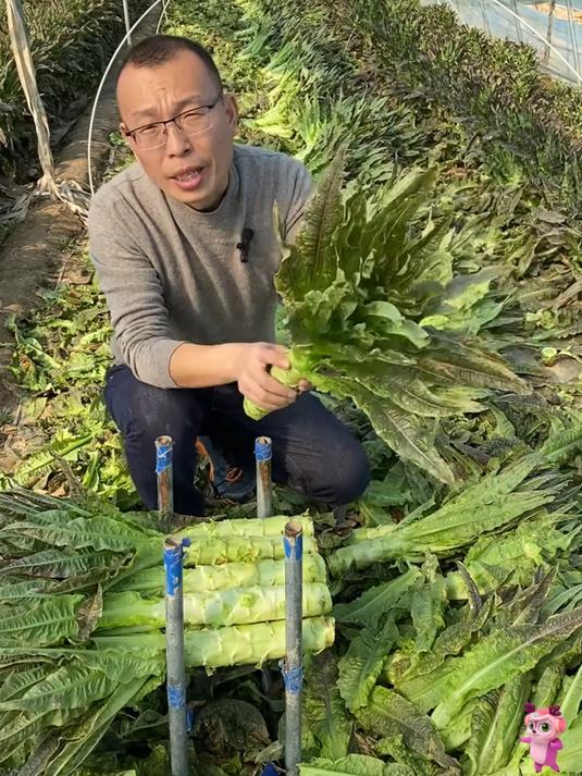 云南高山紫叶莴笋比一般的莴笋水分更足不空心拿来炒肉煲汤特别的香