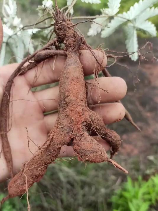 翻白草又叫鸡腿参,是以前很多人童年的零食,可惜如今却不多见了#植物科普#