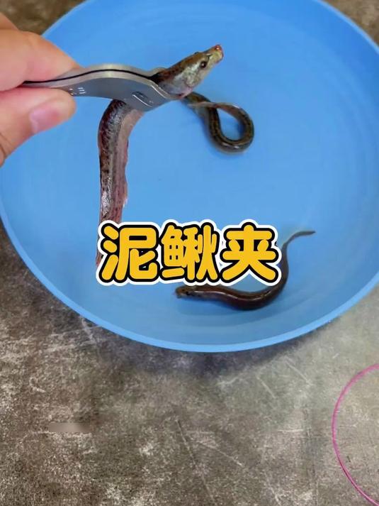 你该不会还在徒手抓泥鳅红虫挂钩钓鱼吧,恶心又脏手的,又麻烦