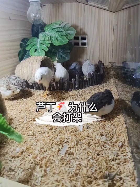 公母比例一定要合适,不然会打架被咬的那只会掉毛还会影响产蛋