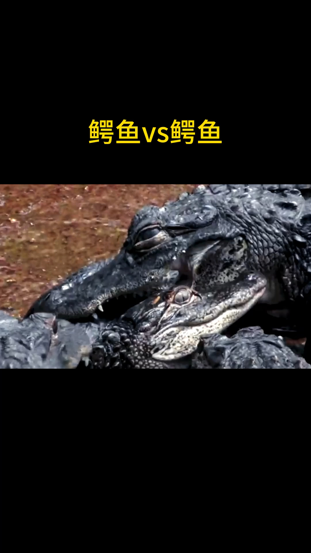 鳄鱼vs鳄鱼多个欺负一个