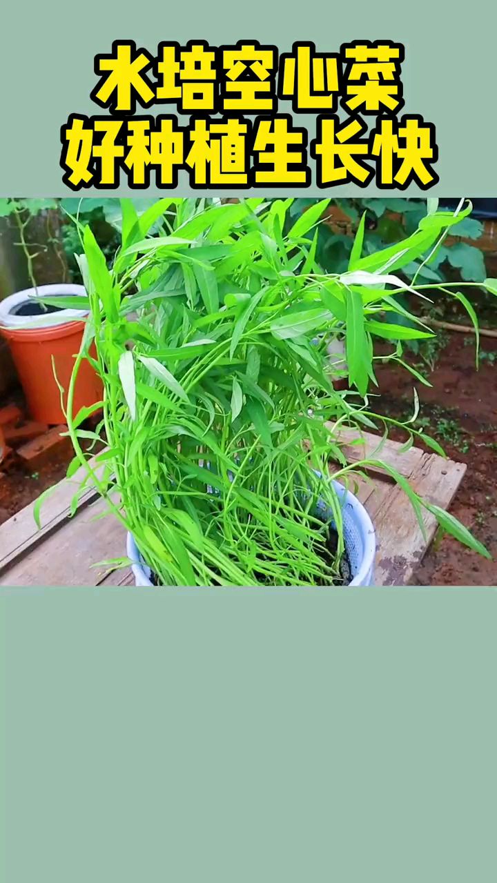 水培空心菜,无土栽培
