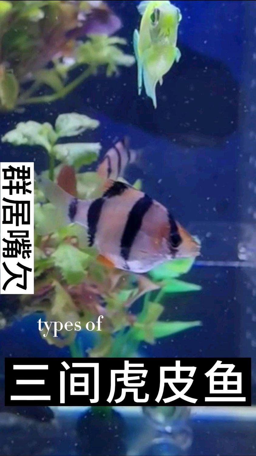 三件虎皮鱼也叫四间虎皮。这种鱼喜欢群居,嘴比较贱,喜欢咬其他的鱼。