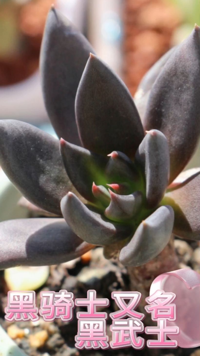 认多肉.养多肉之黑骑士,它仿佛是暗夜里的一束光,有阳光和水就能快乐成长
