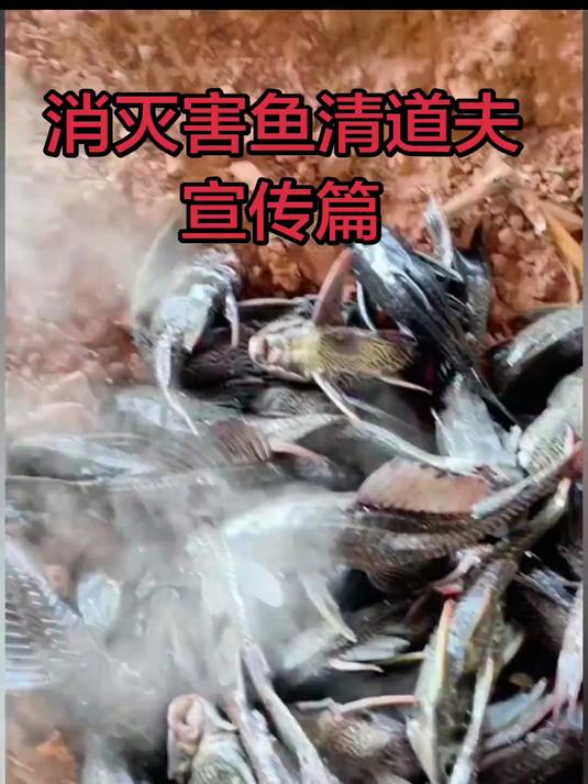 消灭害鱼清道夫之宣传篇#原创视频 #真实户外 #青道夫 #日常生活