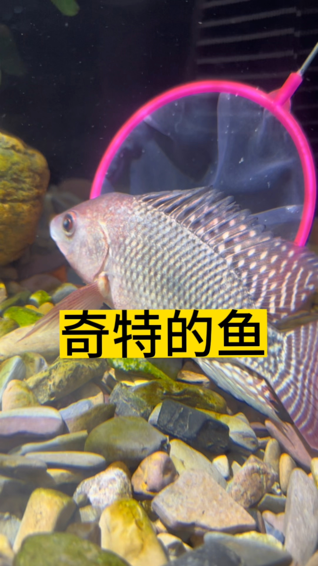 在菜市场偶遇一条很特别的鱼,大家说它是不是罗非鱼呢?好漂亮!