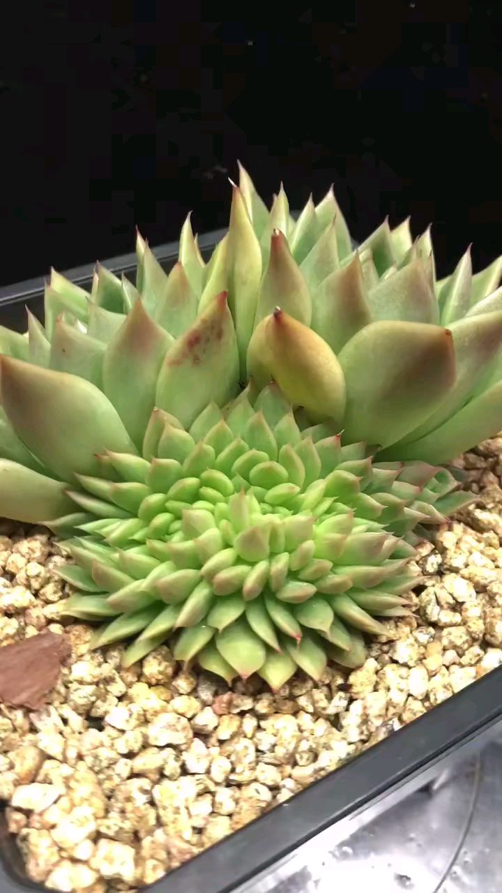 金色石英随着秋天的到来慢慢不负名字