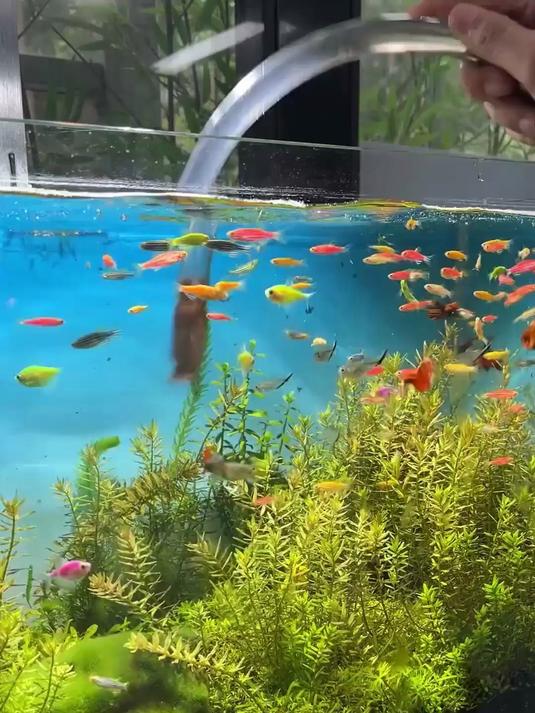 这是一款很实用的抽油器抽水管，鱼缸换水，室内户外都能用