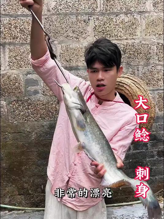 尼罗河能够长到俩三百斤的大口花鲶做鱼生！鱼生 美食 大口鲶