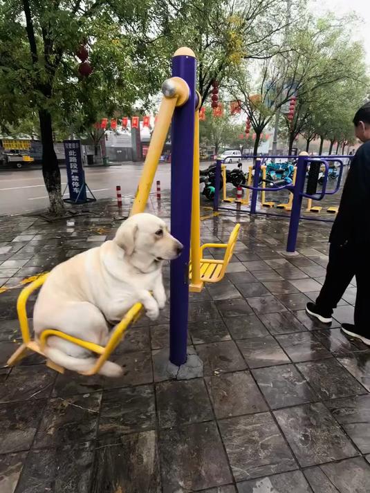 小狗荡秋千!