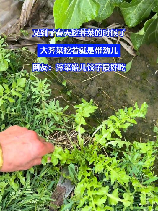 #花满春城我代言#又到了春天挖荠菜的时候了,大荠菜挖着真就是带劲,网友:荠菜馅儿饺子