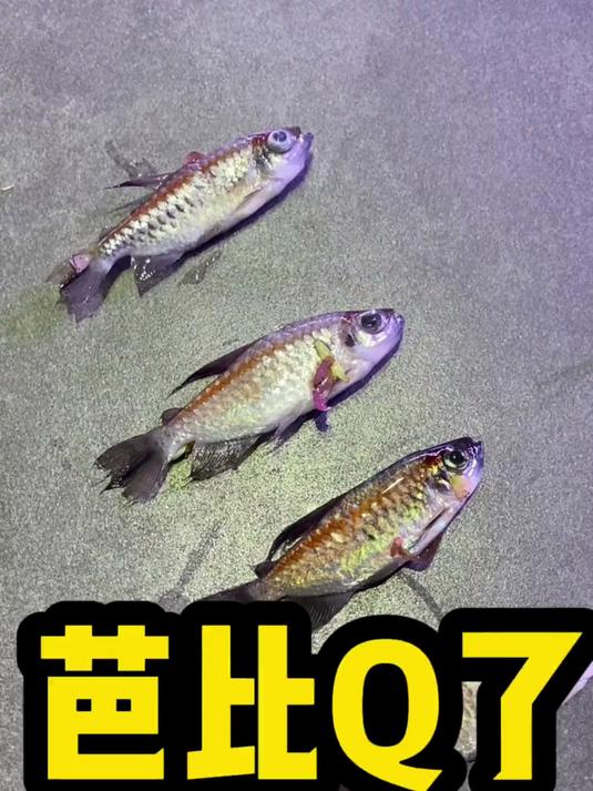 刚果美人通通西去