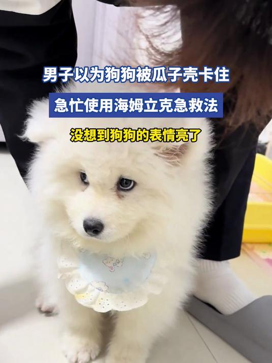 男子以为狗狗被瓜子壳卡住,急忙使用海姆立克急救法