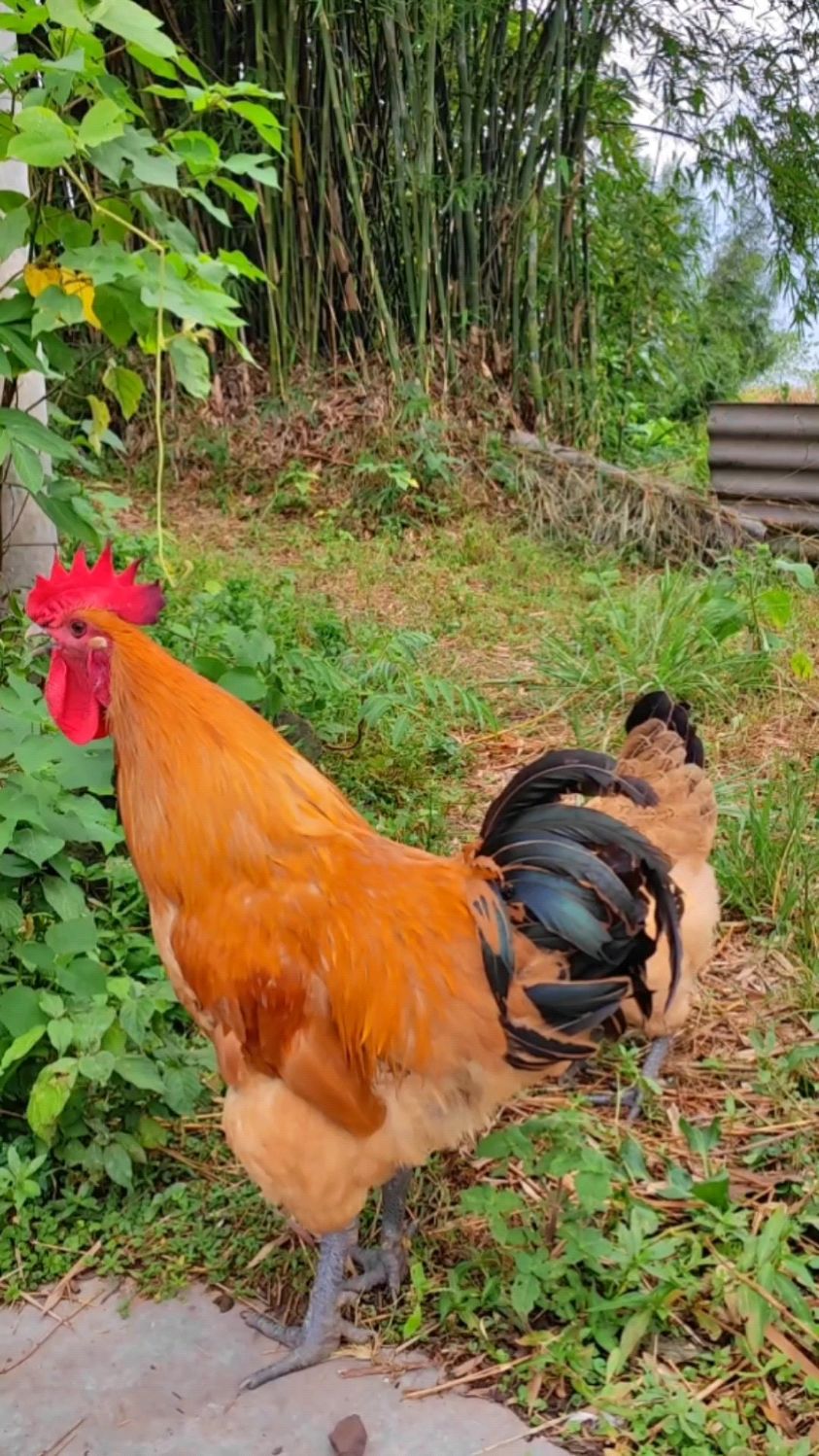 一只会套路的土公鸡，以打鸣为借口博取母鸡的爱