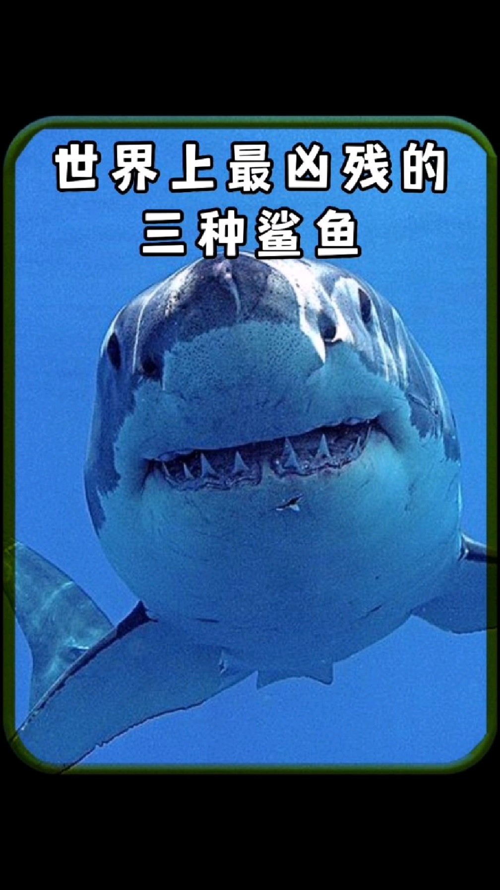 世界上最凶残的三种鲨鱼