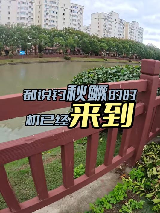 秋鳜的季节已来到？秋天的第一尾鳜鱼你钓到了没