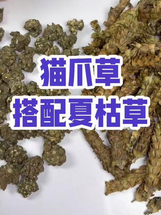 猫爪草搭配夏枯草泡水煮水#猫爪草夏枯草茶##猫爪草茶##夏枯草泡水##茶包推荐##办公室养