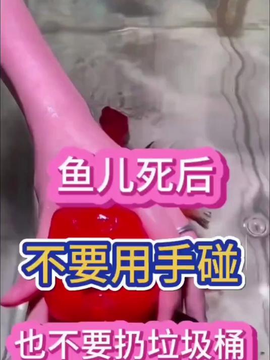 鱼儿死后,不要随手扔掉