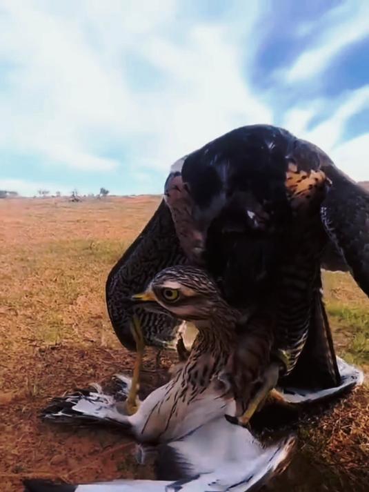 这是老鹰在戈壁滩上,猎杀野鸭的残忍场面,这头野鸭简直太惨了
