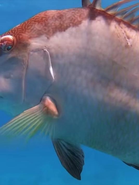 前方高能！深海猎鱼人上演‘蓝色闪电’突袭