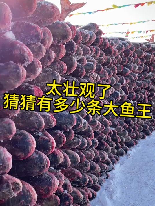 查干湖胖头鱼墙来了，太壮观了！