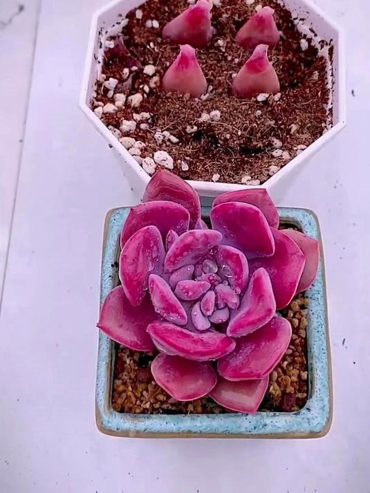 紫红色的多肉,漂亮大气!