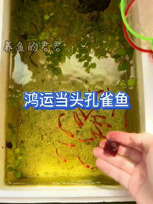 救命!被这鸿运当头孔雀鱼圈粉了!