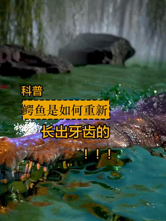 你们知道鳄鱼是如何更换多次牙齿的吗?我们一起来看一下就明白了