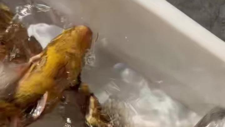 夜晚抓呆子鱼25日1