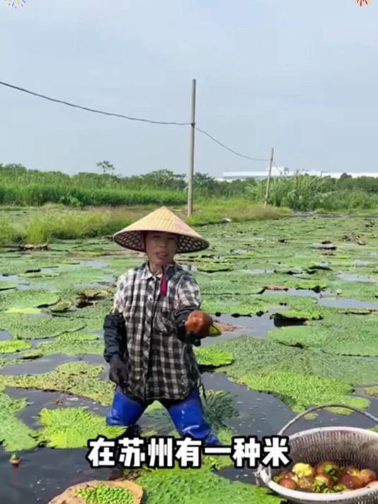 特级芡实鸡头米:大自然馈赠的健康臻品