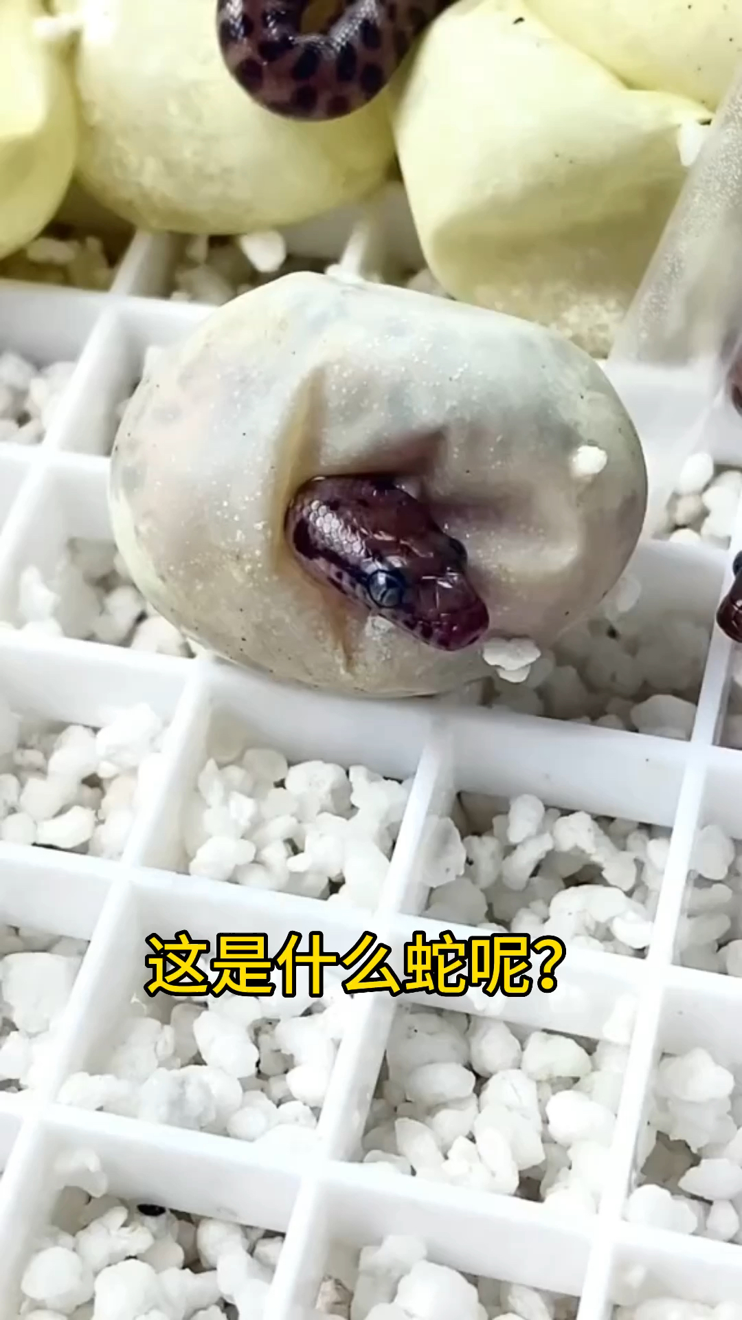 这是什么蛇呢?