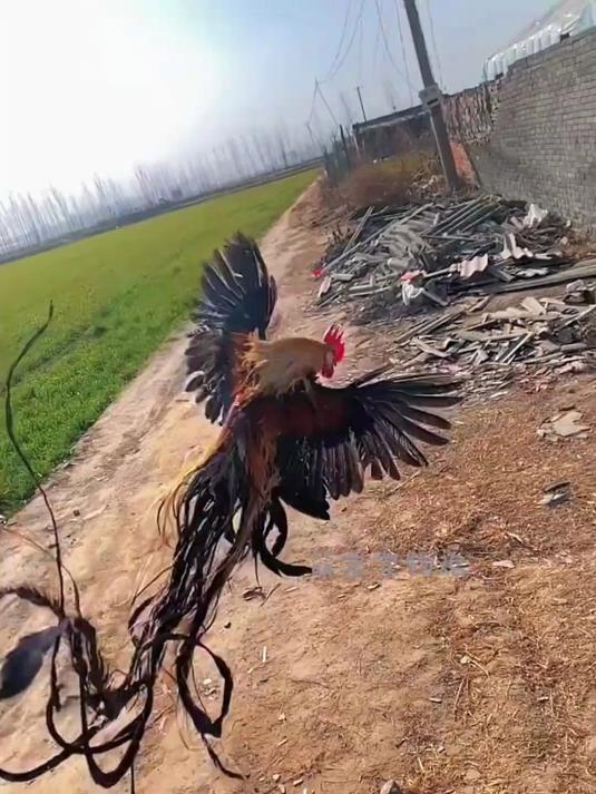 这就是传说中的长尾鸡