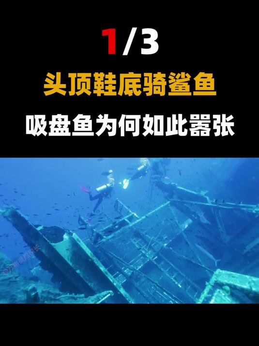 长相奇怪的吸盘鱼,渔民把它绑上绳子扔进海里,利用它天天捕大鱼
